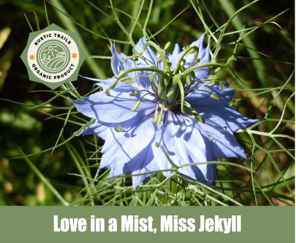 Love in a Mist, Miss Jekyll